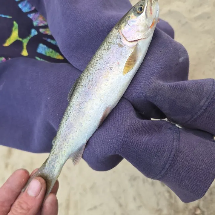 Cutbow caught on Fishbrain