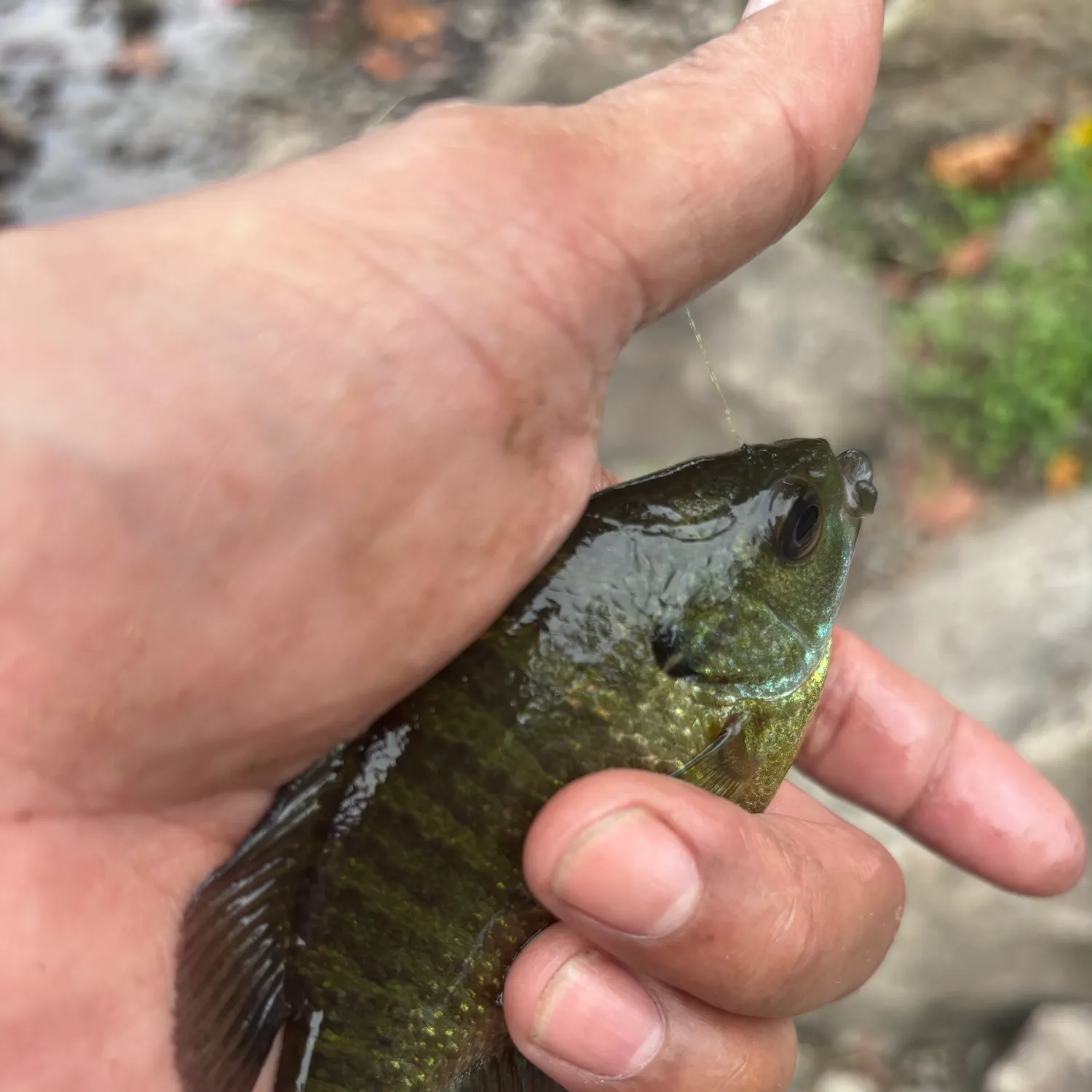 Bluegill caught on Fishbrain