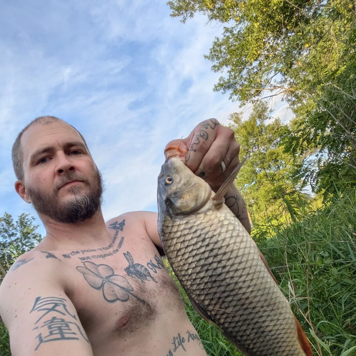 The most recent River carpsucker catches on Fishbrain