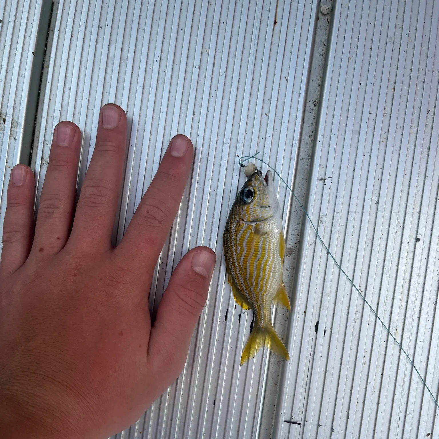 The most recent French grunt catches on Fishbrain