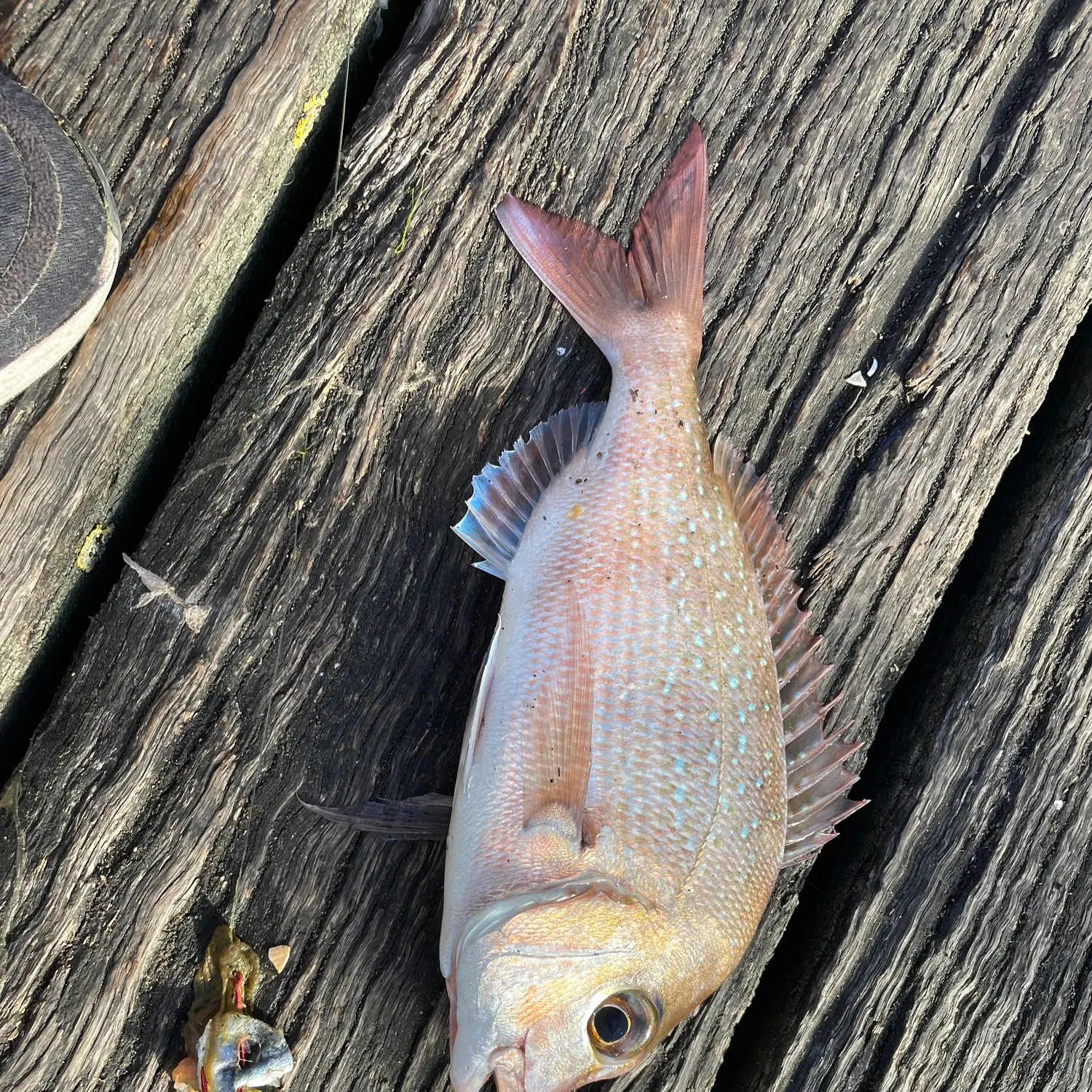 The most recent Australasian snapper catches on Fishbrain