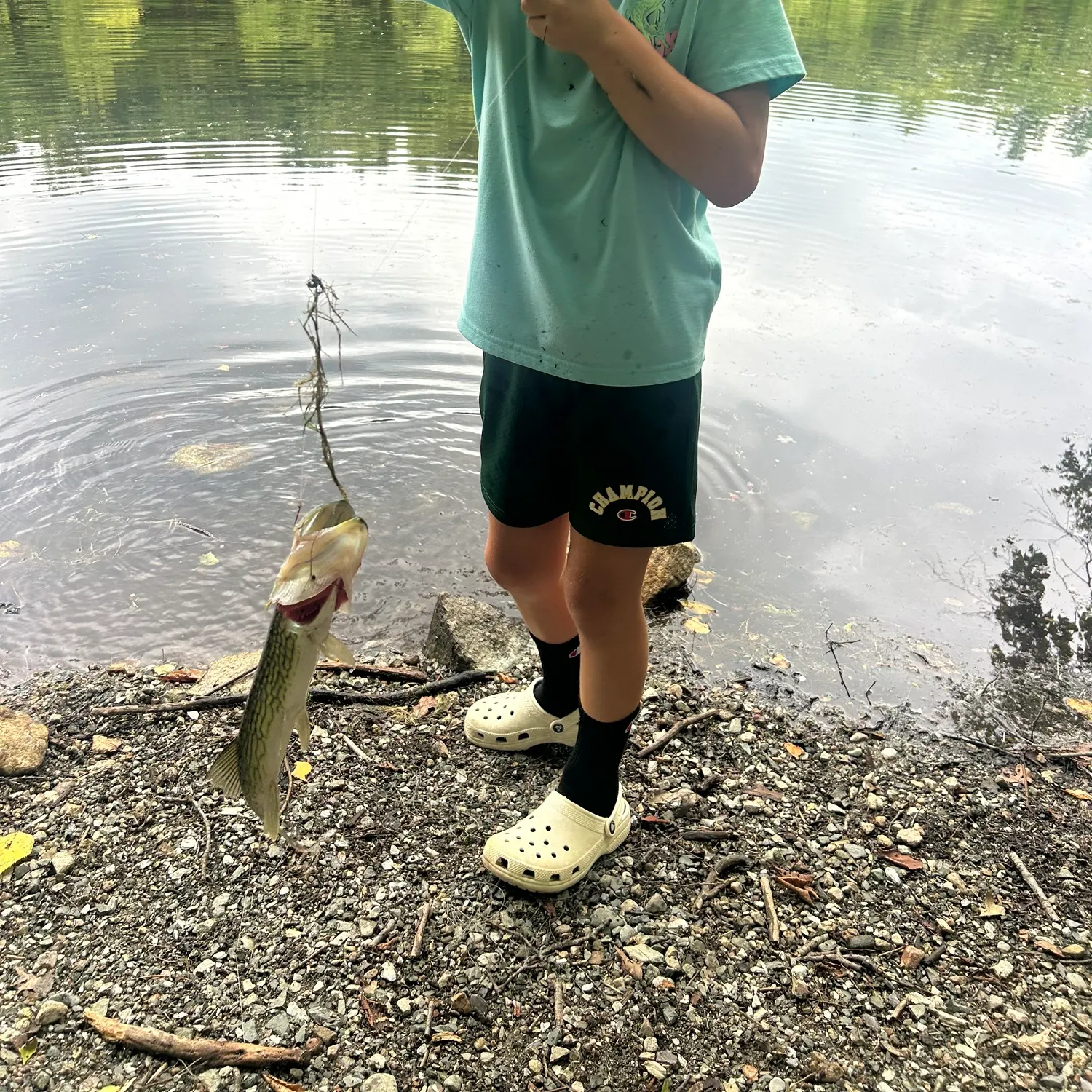 Chain pickerel caught on Fishbrain