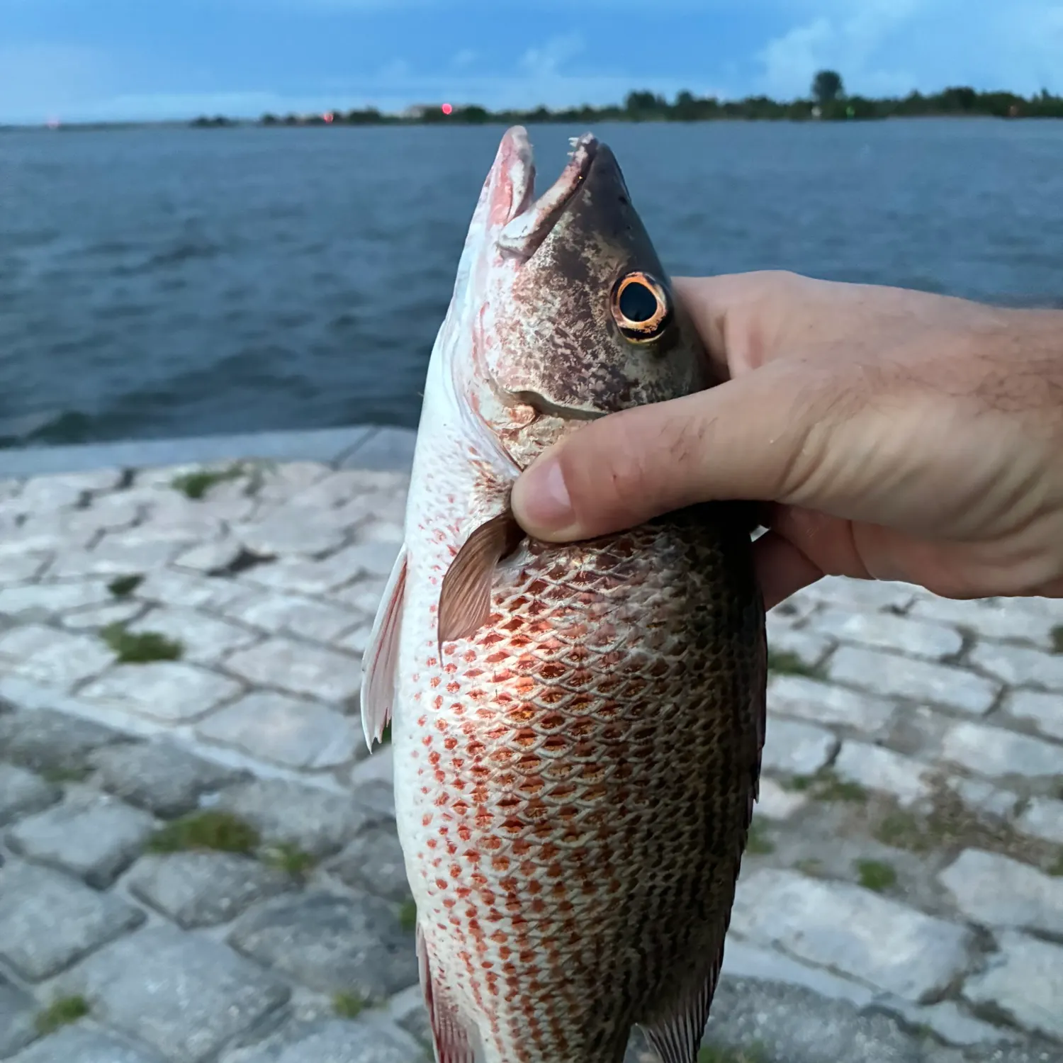 Mangrove snapper caught on Fishbrain