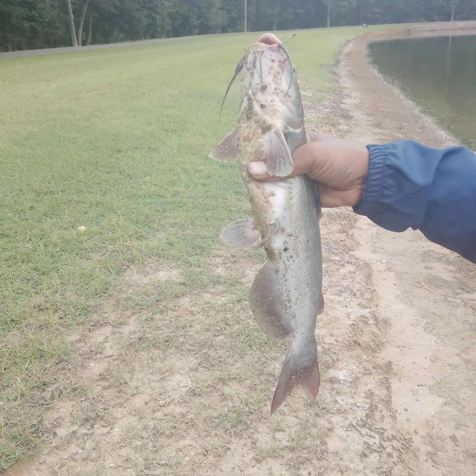 Channel catfish caught on Fishbrain