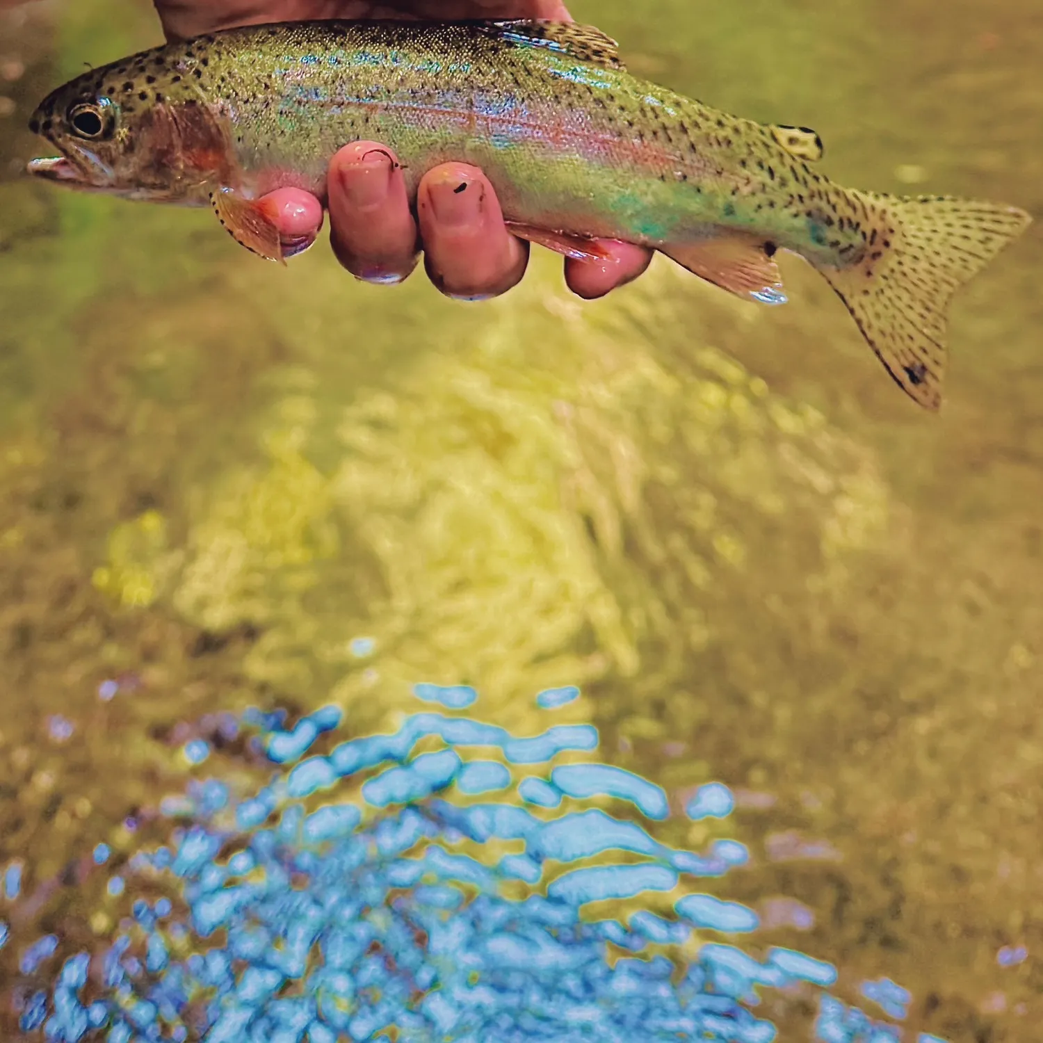 Rainbow trout caught on Fishbrain
