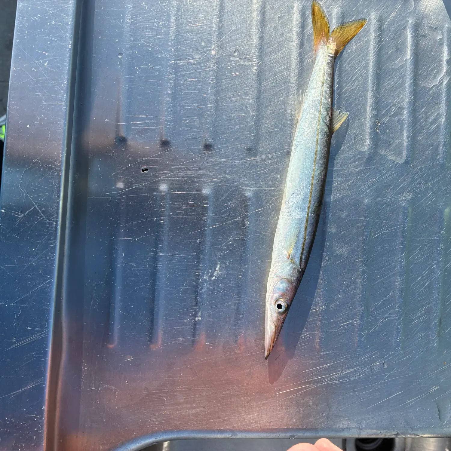 Pacific barracuda caught on Fishbrain