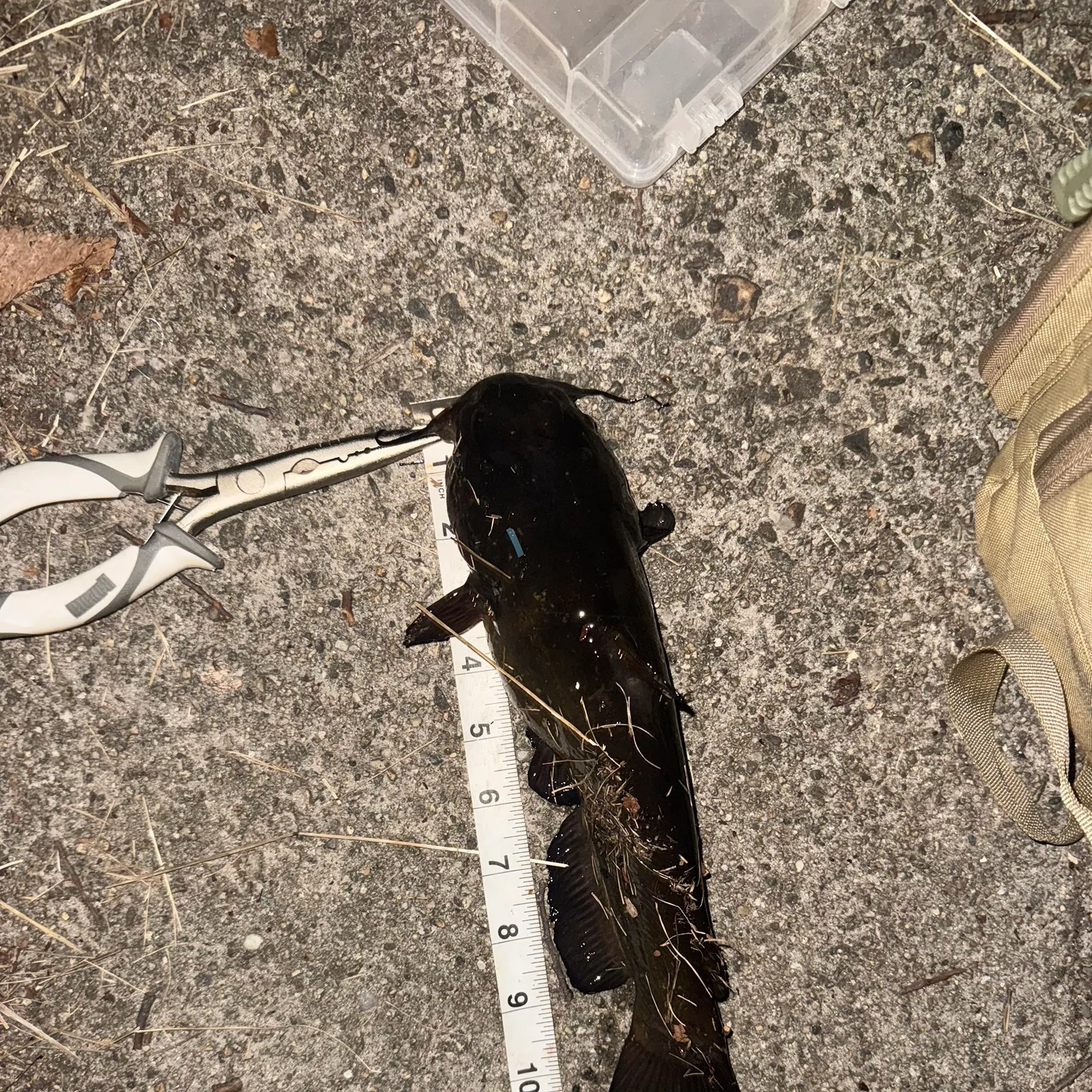 Black bullhead caught on Fishbrain