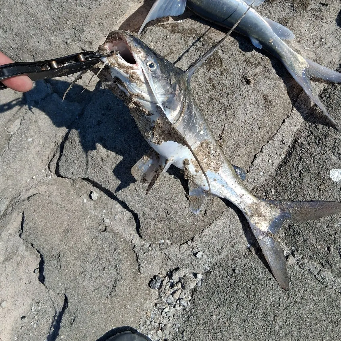 The most recent Gafftopsail sea catfish catches on Fishbrain