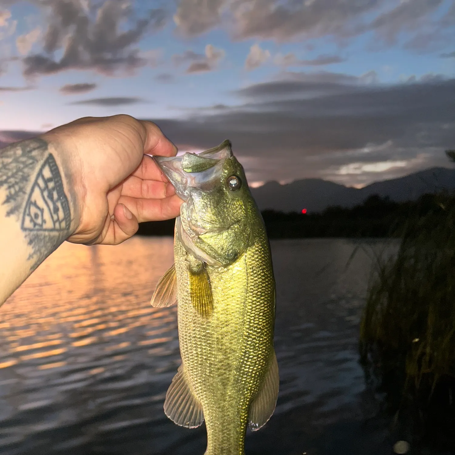 Largemouth bass caught on Fishbrain