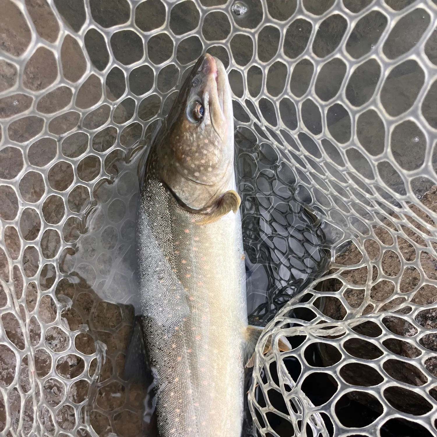 Bull trout caught on Fishbrain