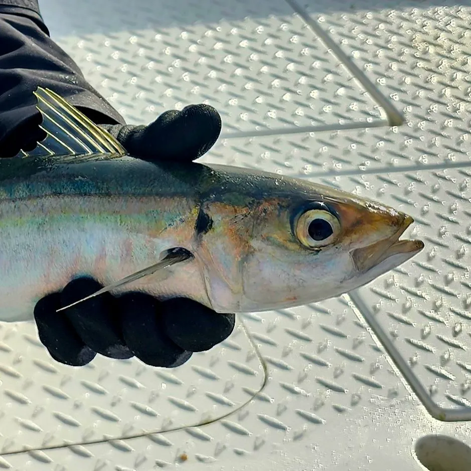 The most recent Pacific jack mackerel catches on Fishbrain