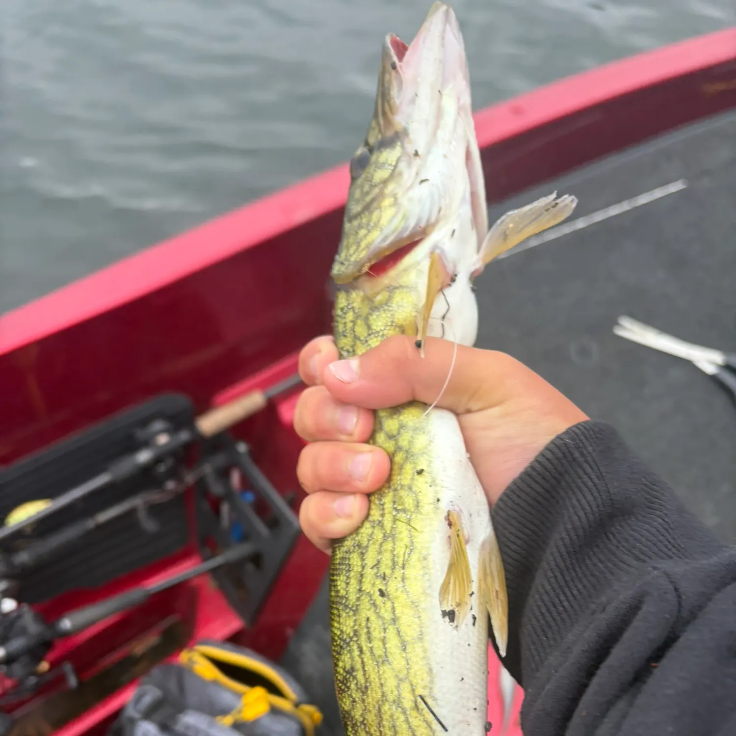 Chain pickerel caught on Fishbrain