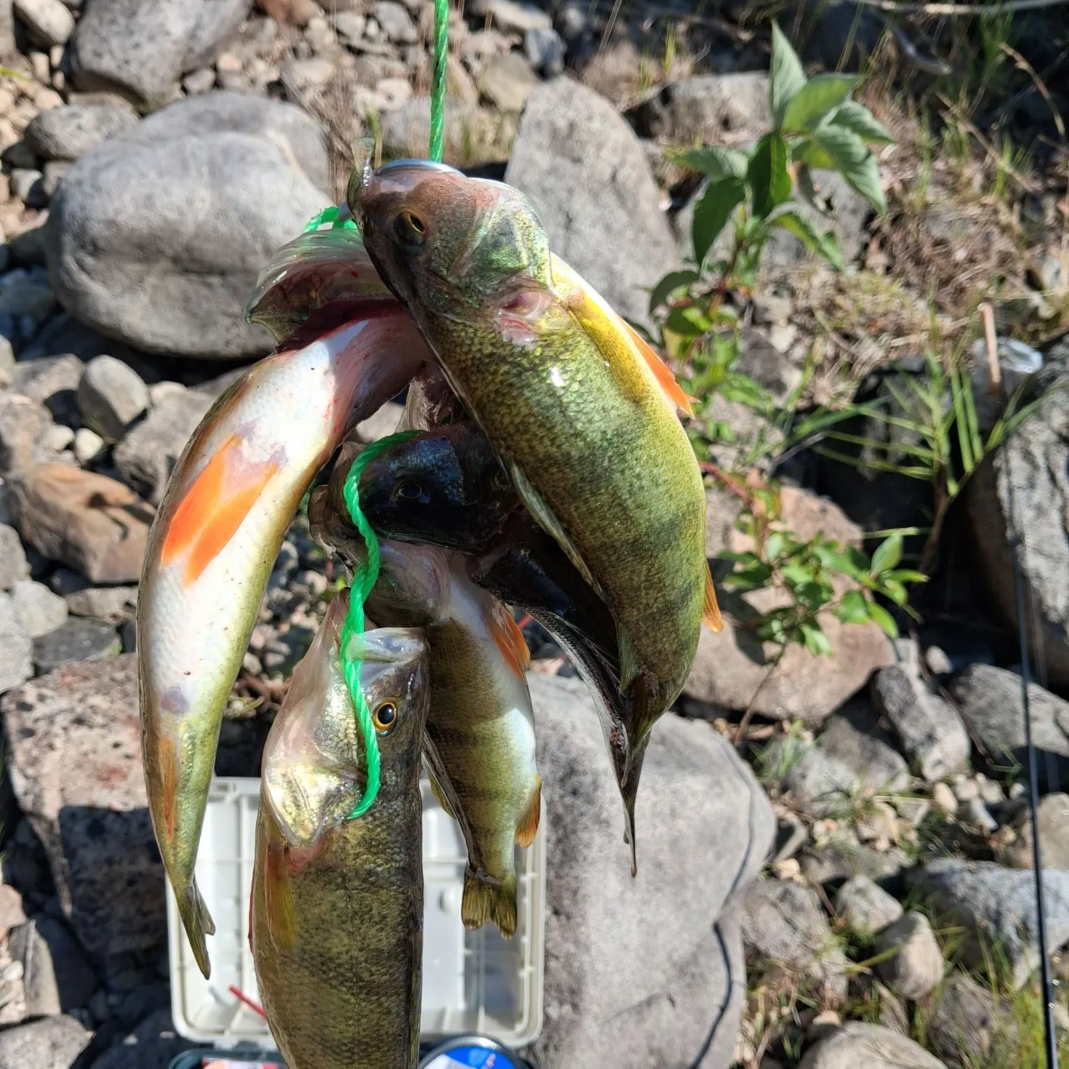 Yellow perch caught on Fishbrain