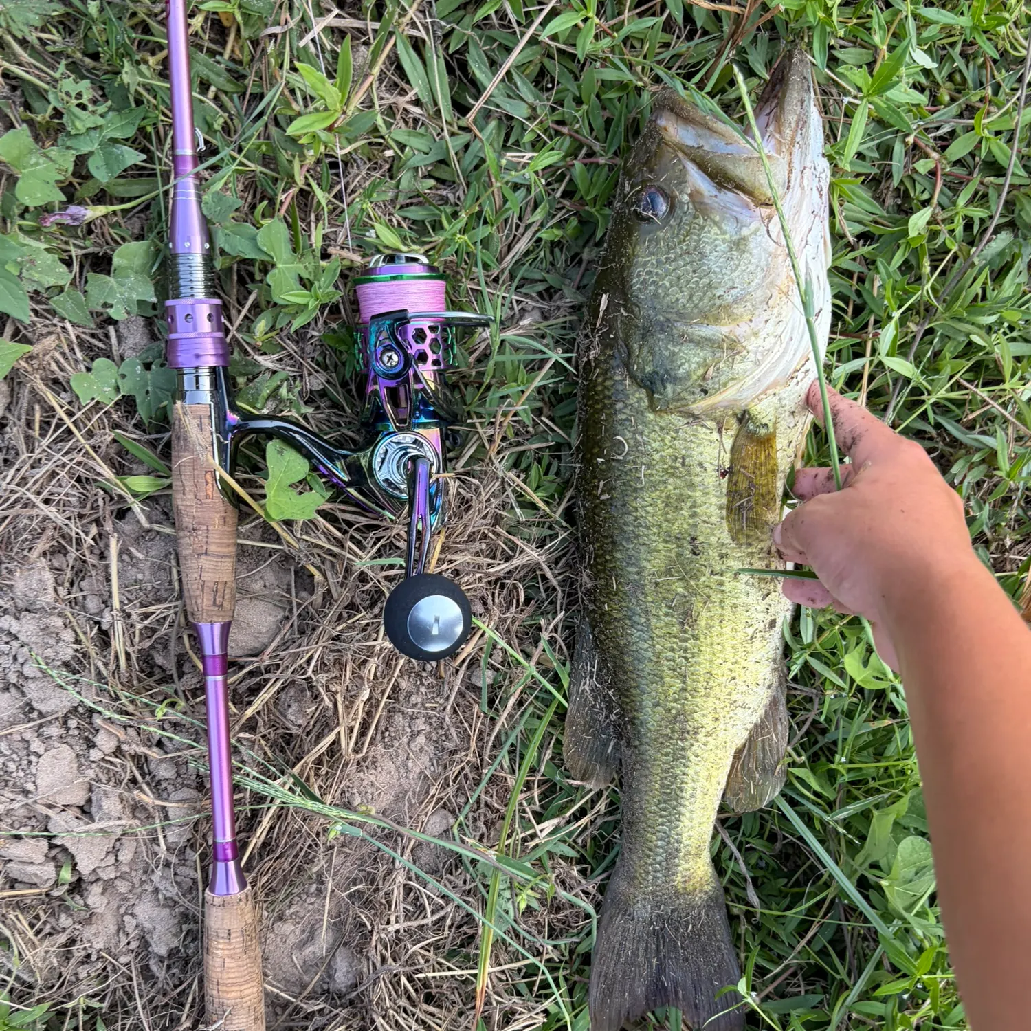 Largemouth bass caught on Fishbrain