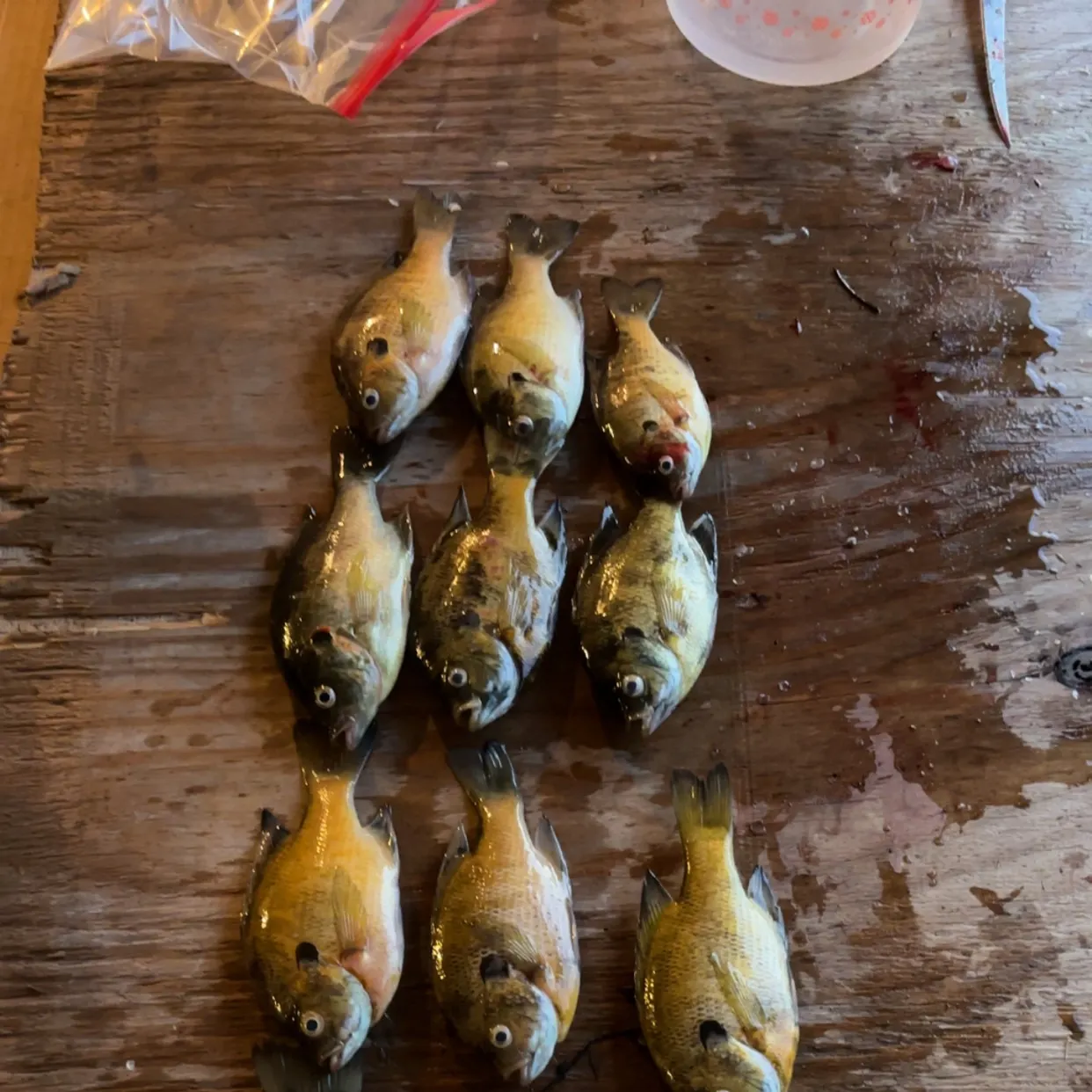 recently logged catches