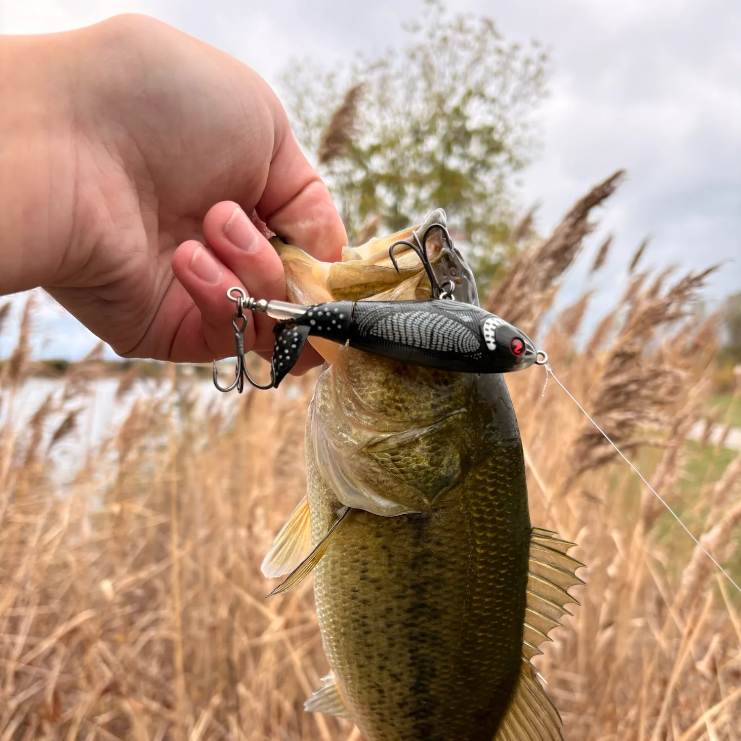 Largemouth bass caught on Fishbrain