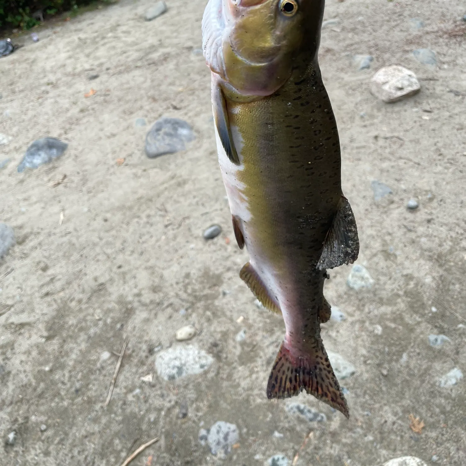 Pink salmon caught on Fishbrain