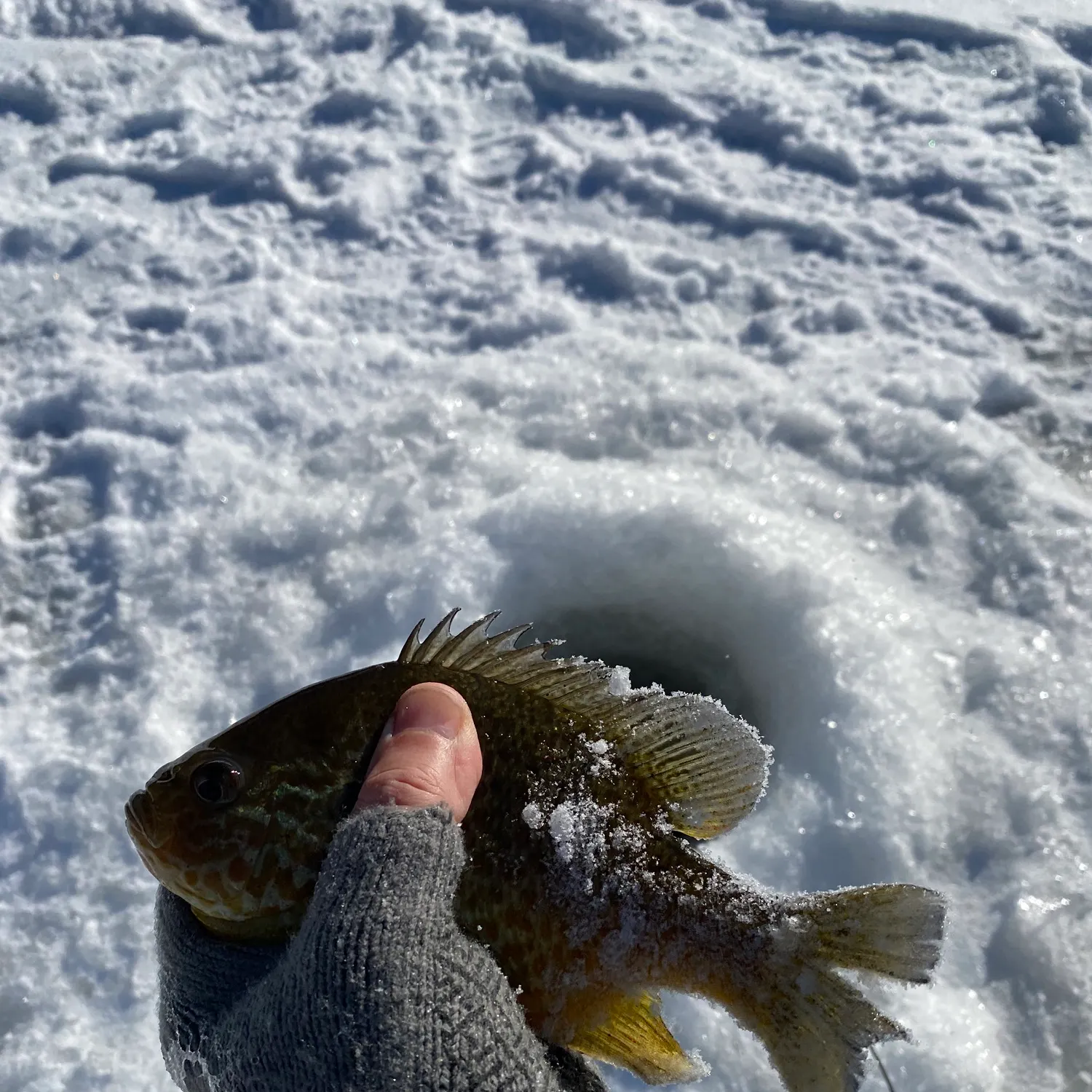 The most recent Pumpkinseed catches on Fishbrain