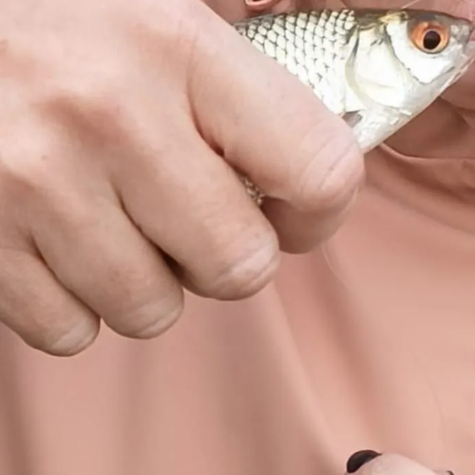 Common roach caught on Fishbrain