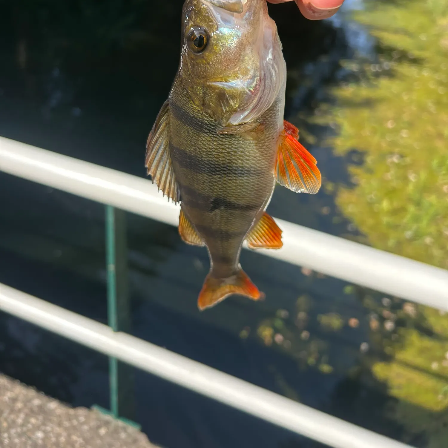 European perch caught on Fishbrain