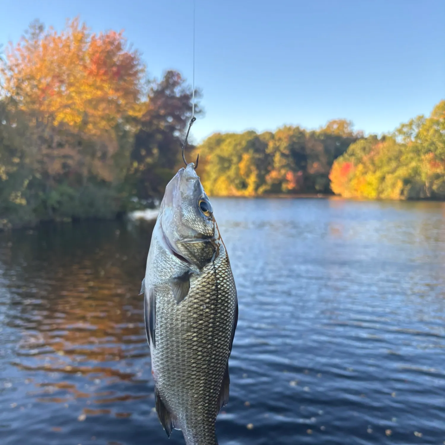 White perch caught on Fishbrain