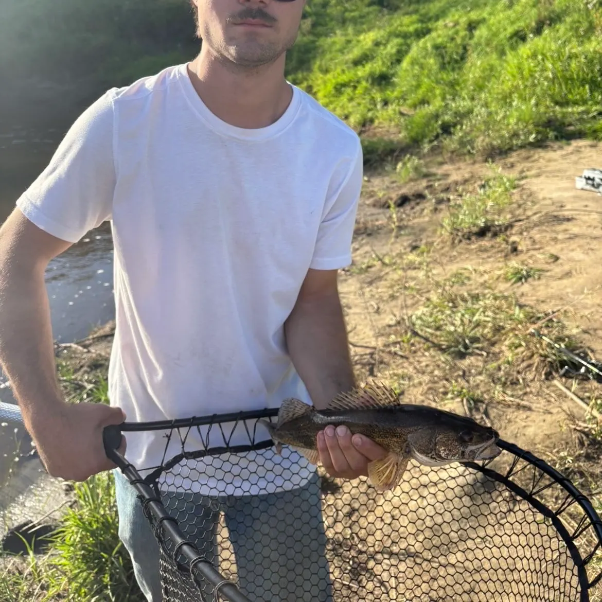 Sauger caught on Fishbrain