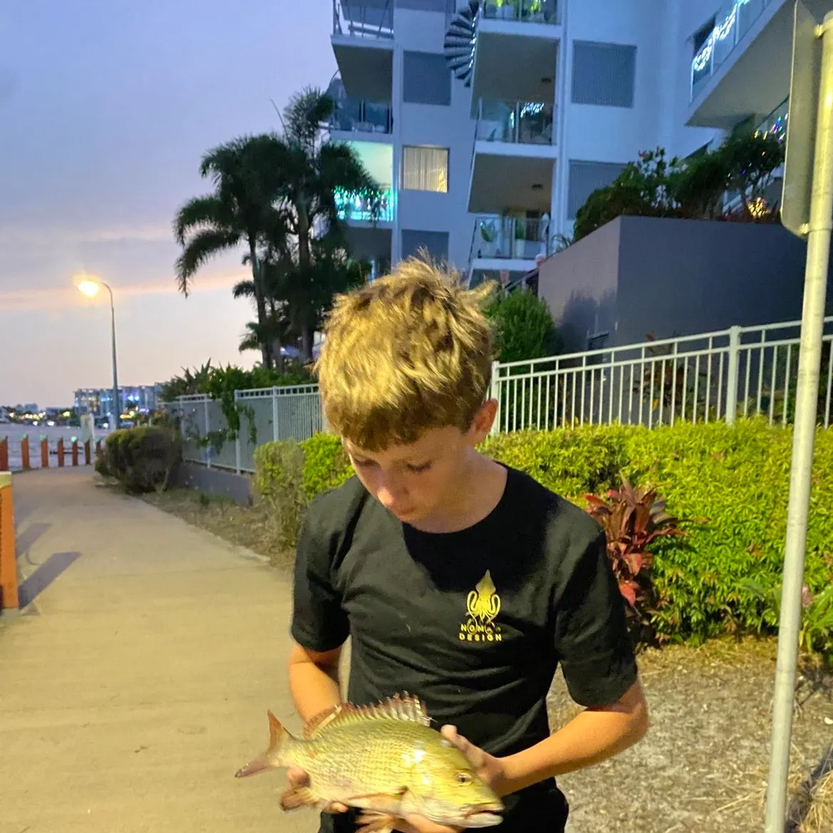 The most recent Mangrove snapper catches on Fishbrain