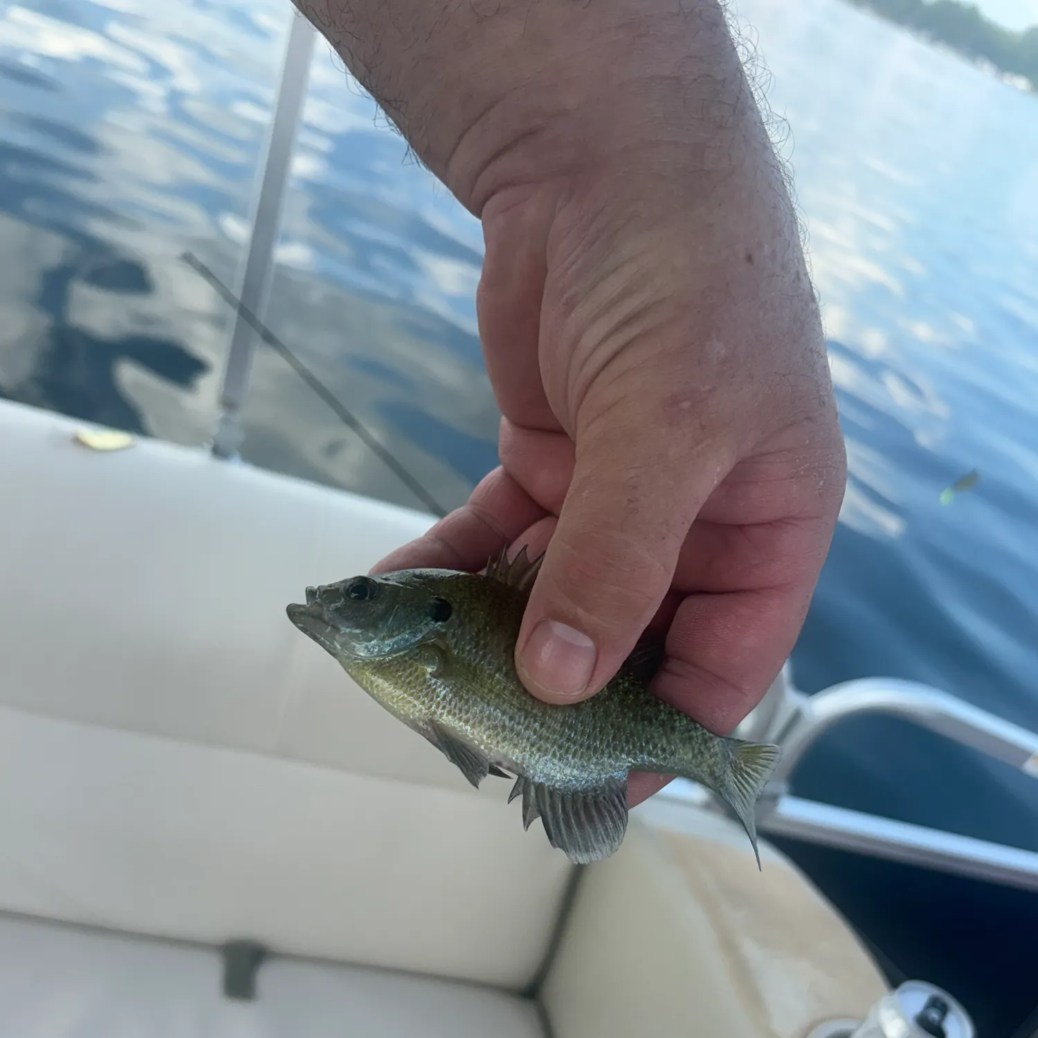 Greengill hybrid caught on Fishbrain