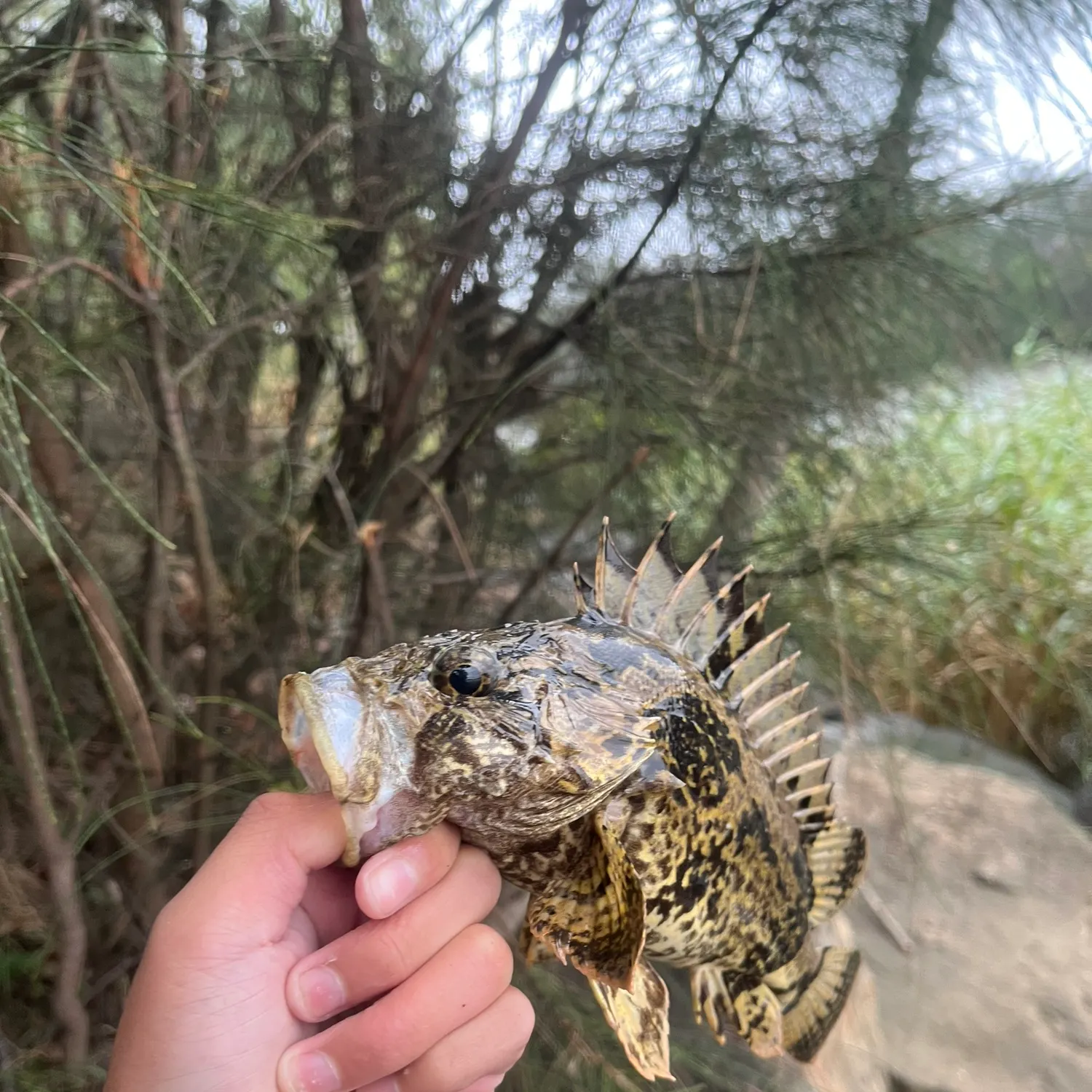 The most recent Bullrout catches on Fishbrain