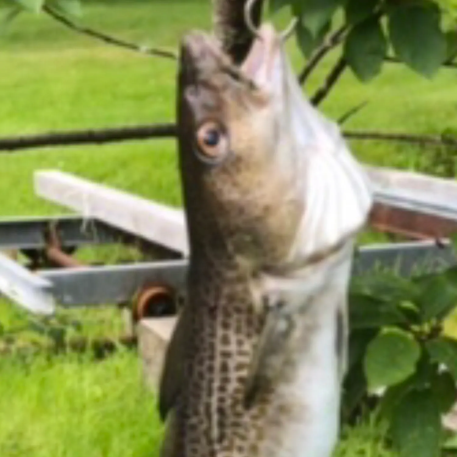 The most recent Atlantic cod catches on Fishbrain