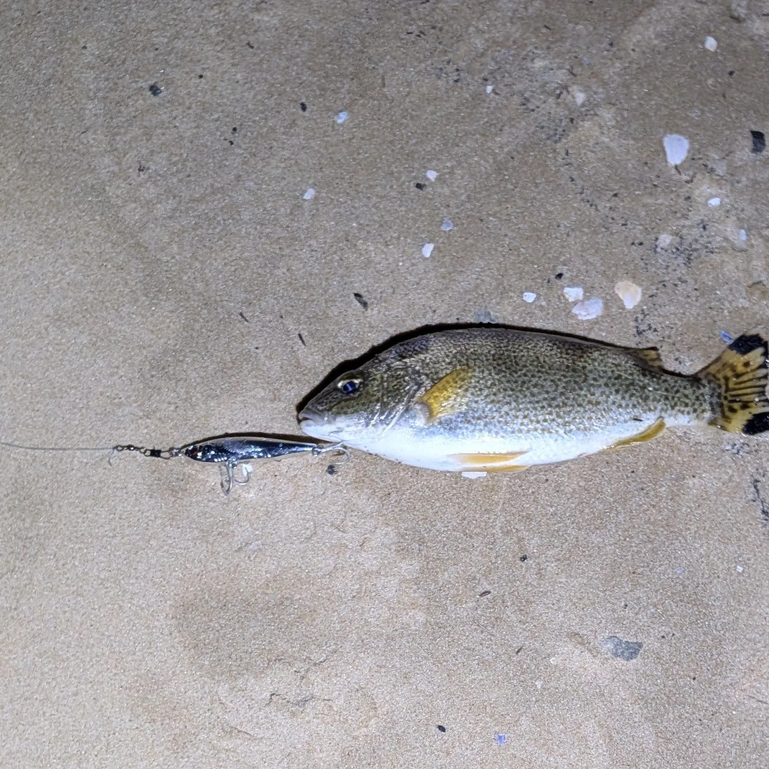 The most recent Yellowtail Grunter catches on Fishbrain