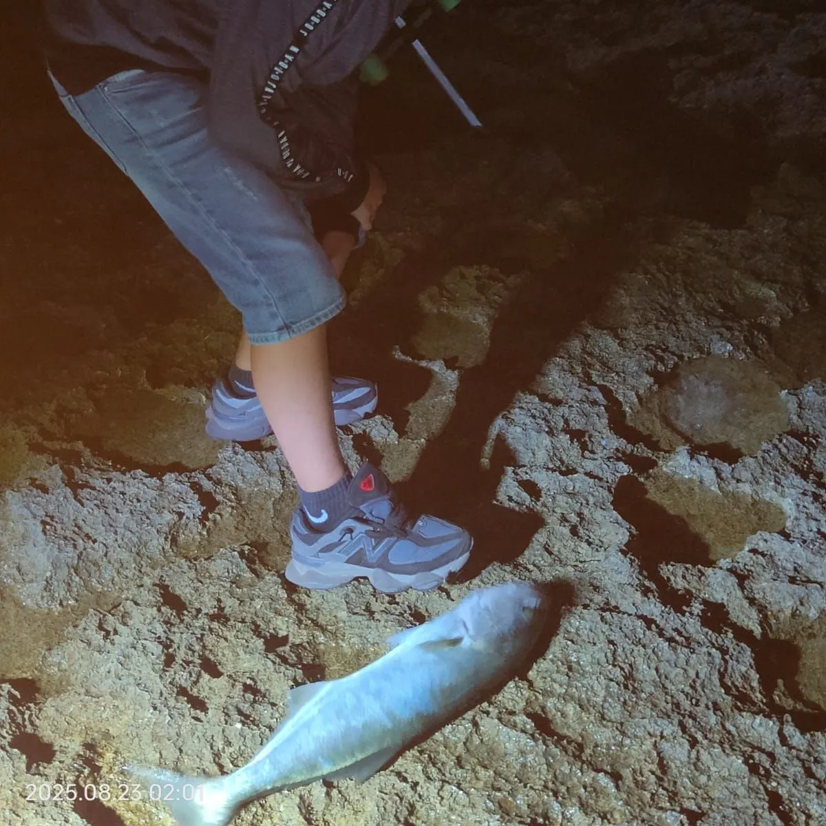 Bluefish caught on Fishbrain