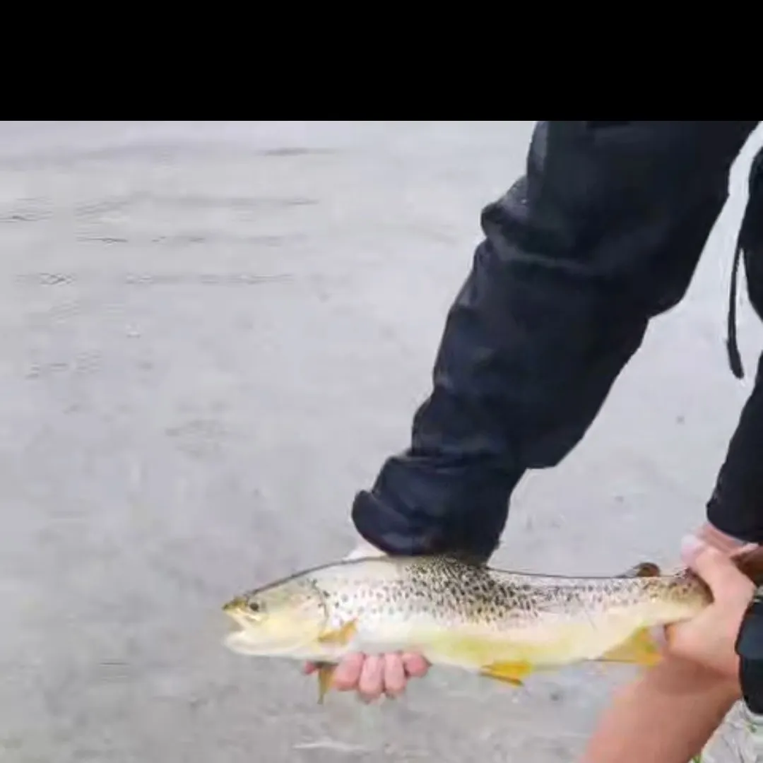 The most recent Brown trout catches on Fishbrain