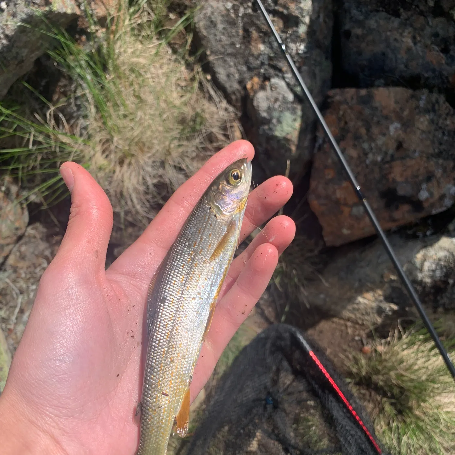 The most recent Arctic grayling catches on Fishbrain