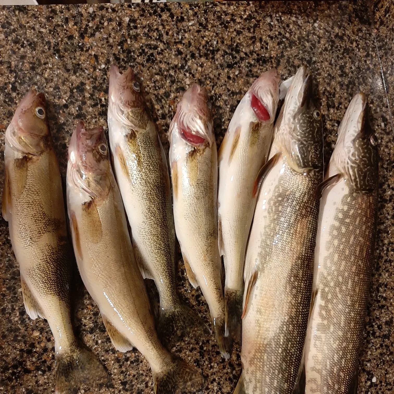 recently logged catches