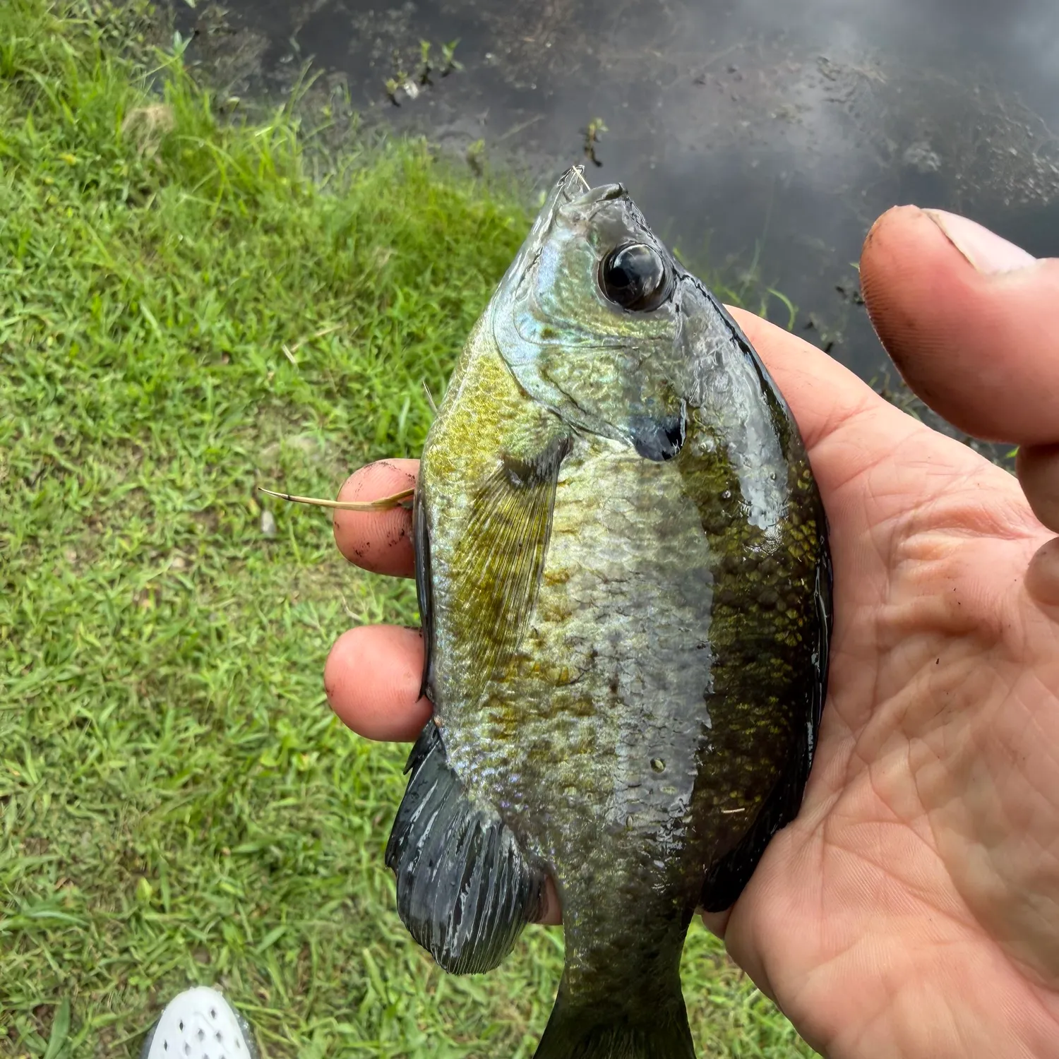 Bluegill caught on Fishbrain