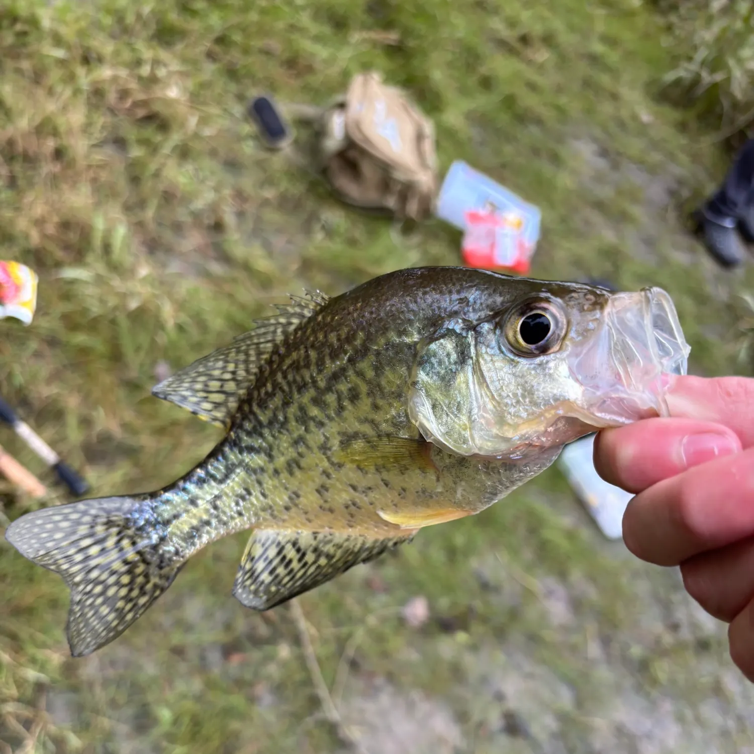 Black crappie caught on Fishbrain