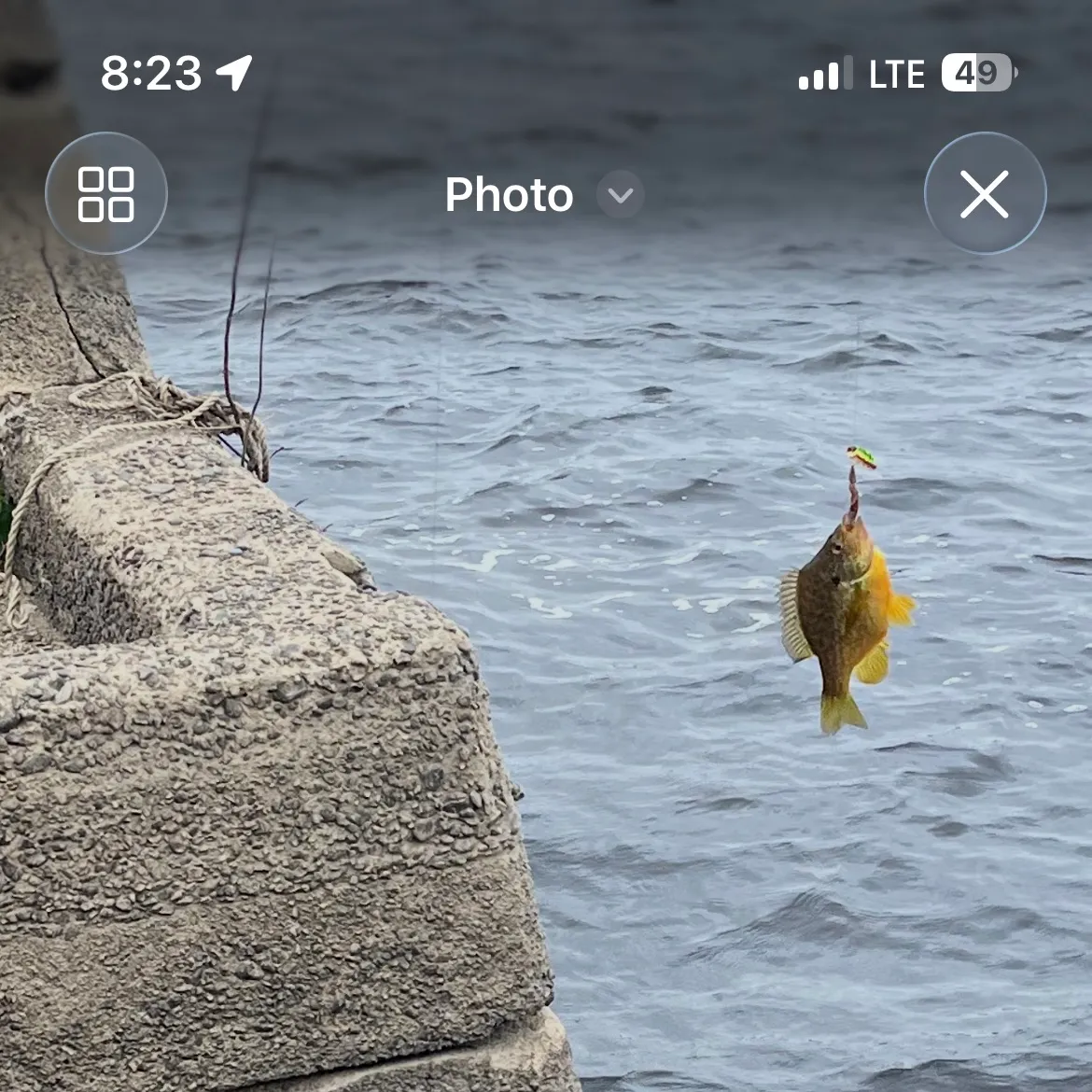 recently logged catches
