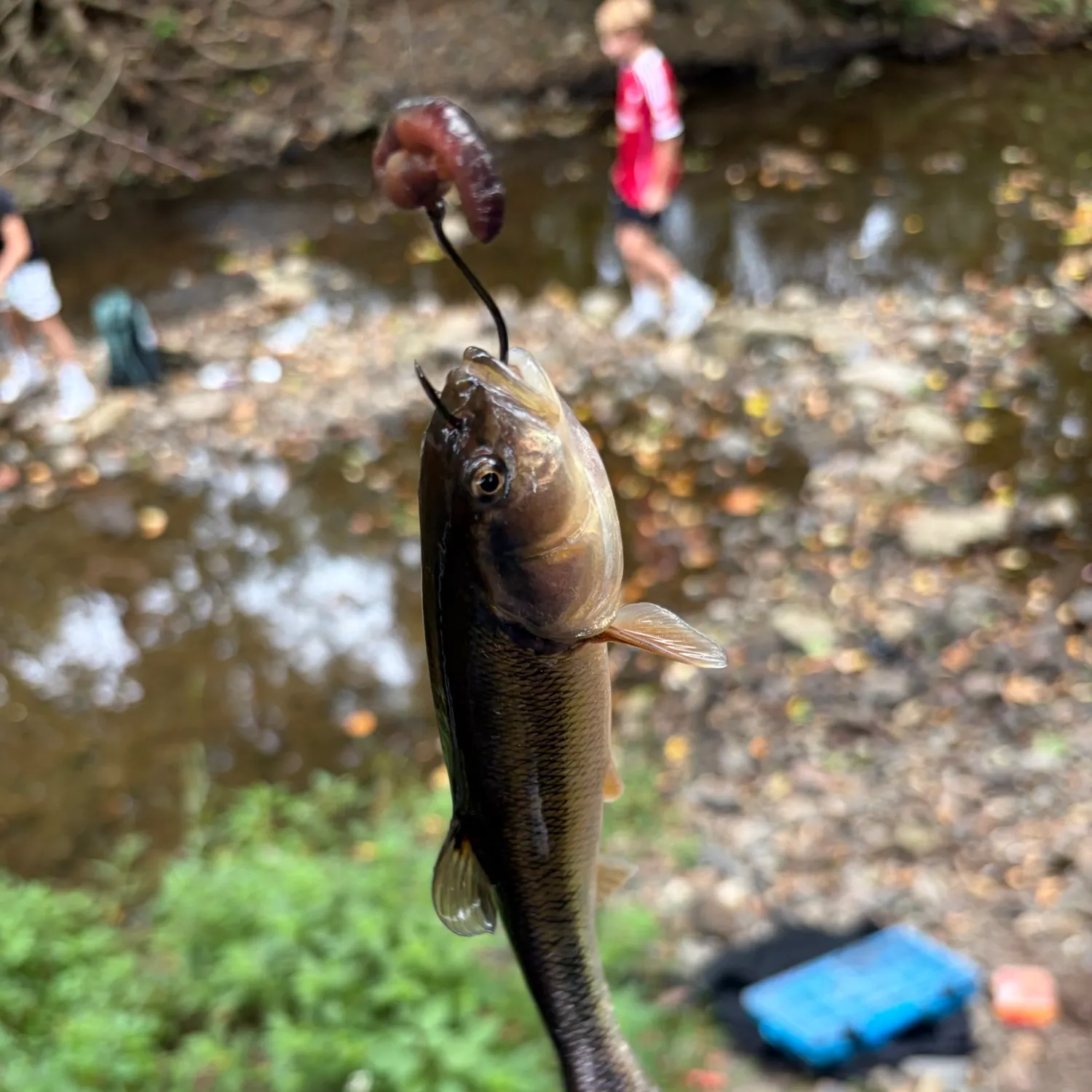 Creek chub caught on Fishbrain