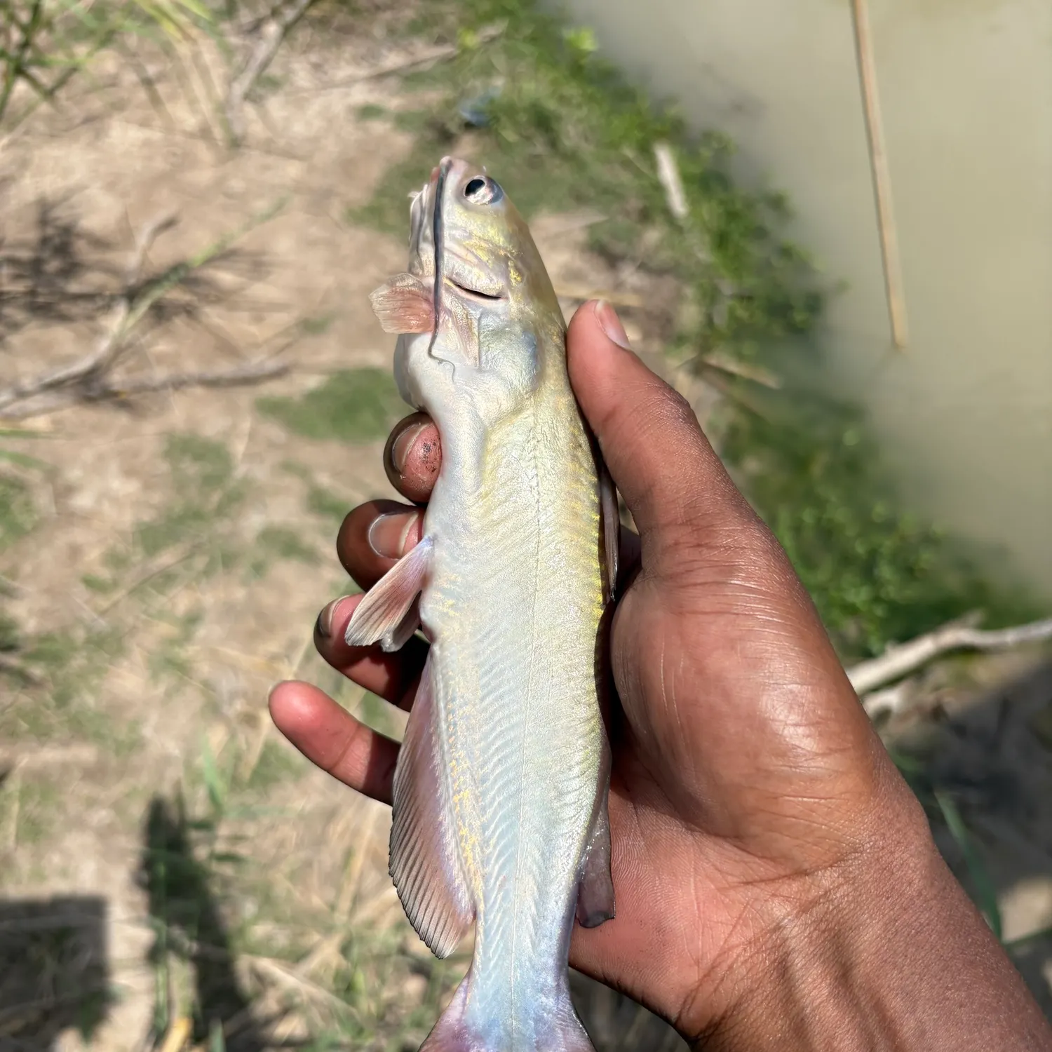 The most recent Channel catfish catches on Fishbrain