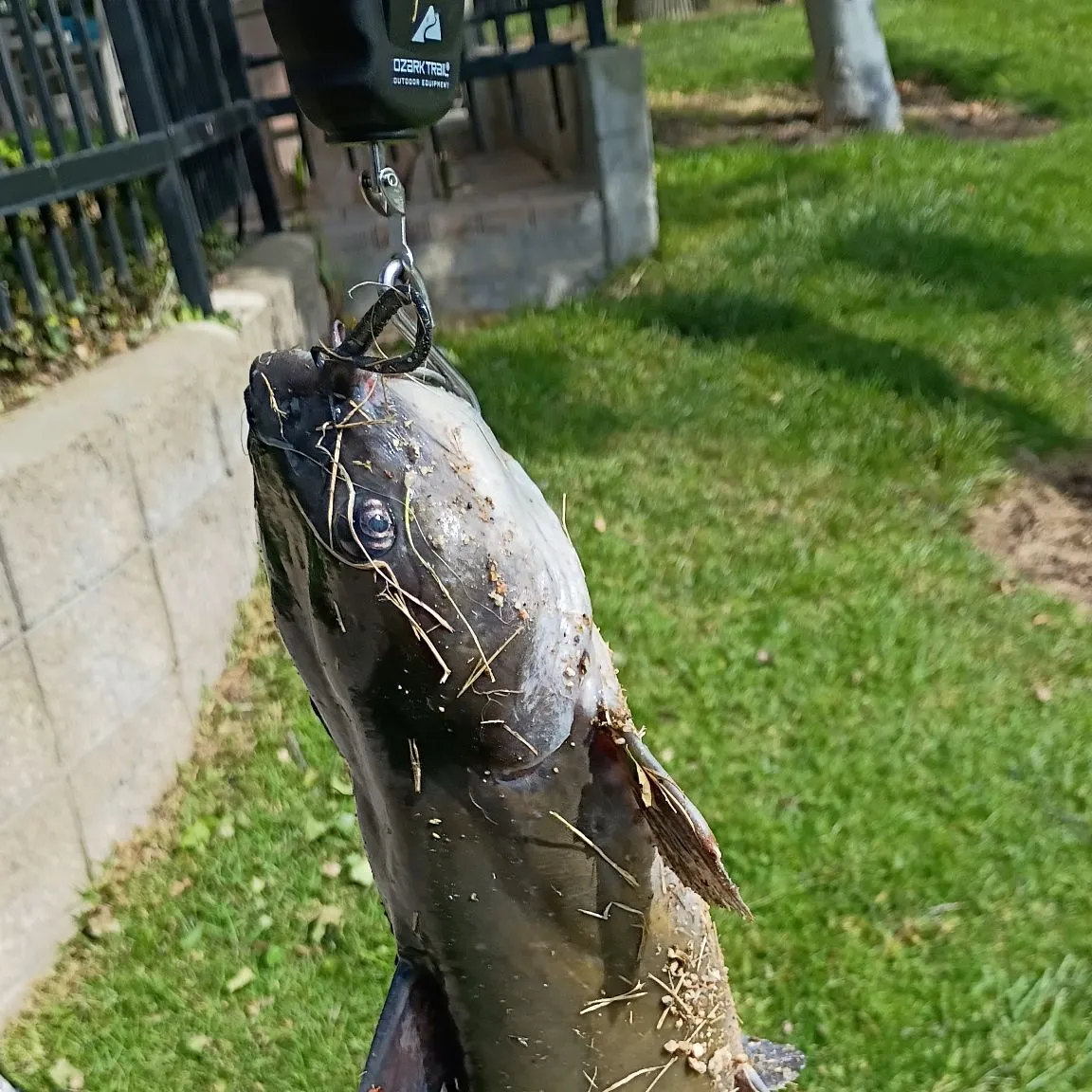 The most recent Channel catfish catches on Fishbrain
