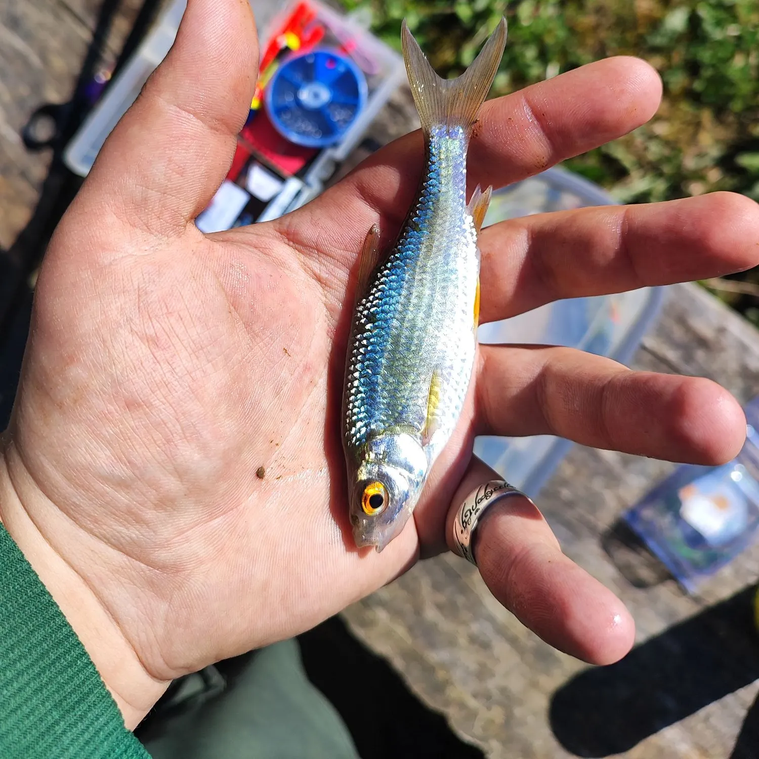 The most recent Common roach catches on Fishbrain
