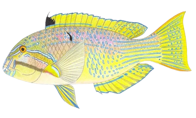 Bluespotted tuskfish