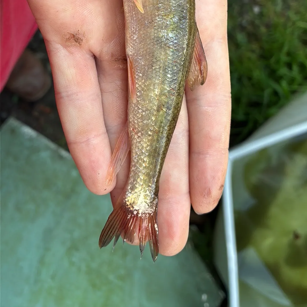 Creek chub caught on Fishbrain