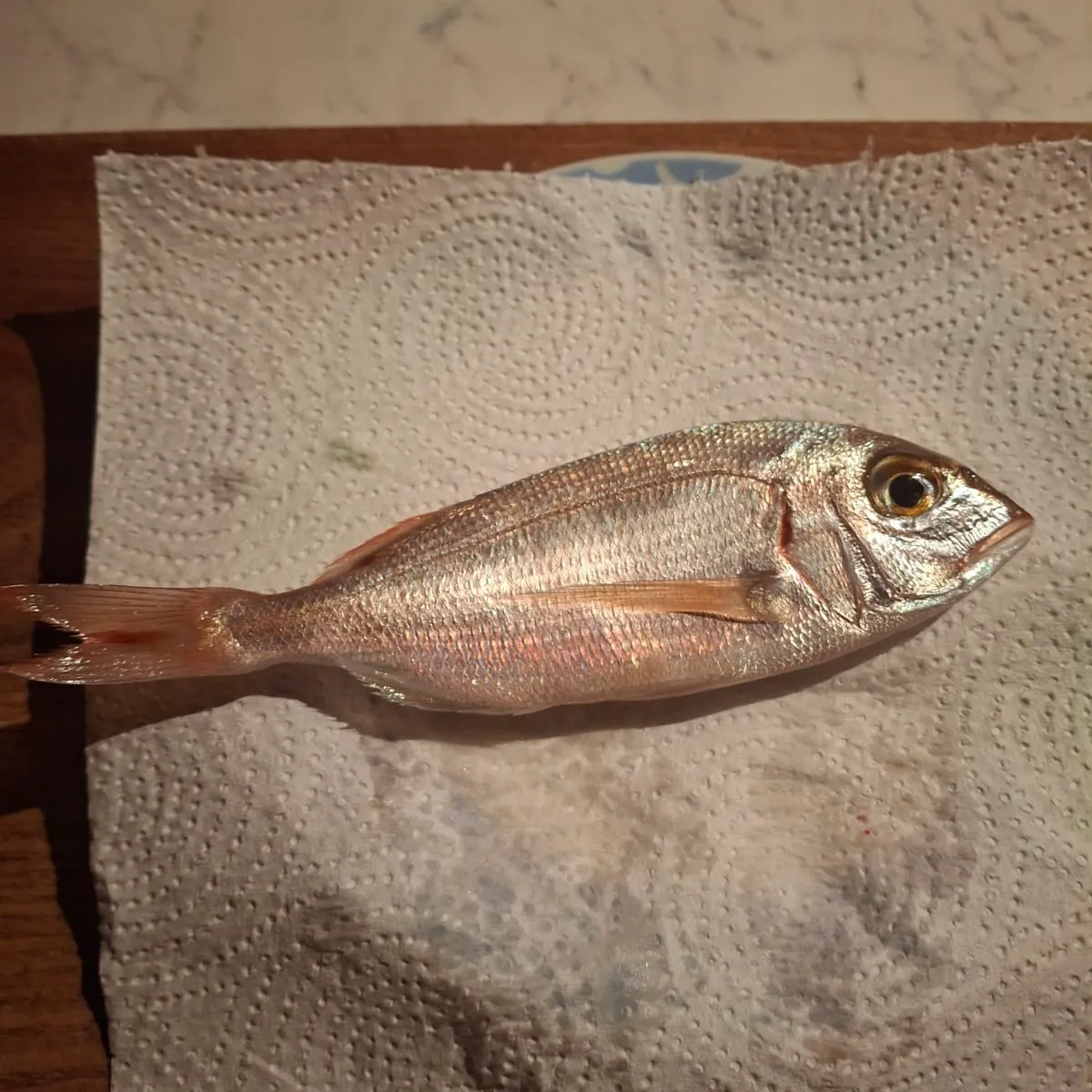 The most recent Common pandora catches on Fishbrain