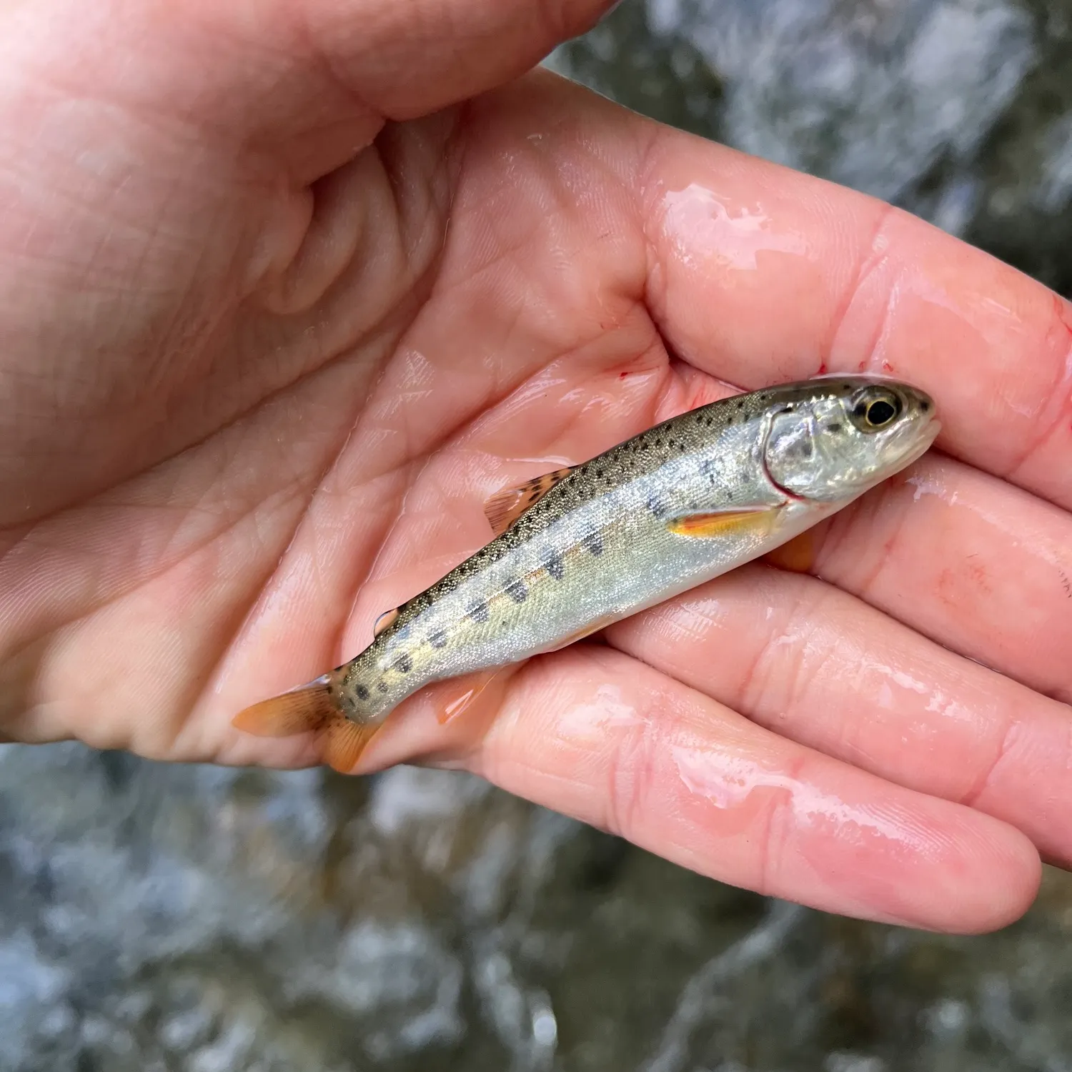 The most recent Steelhead catches on Fishbrain