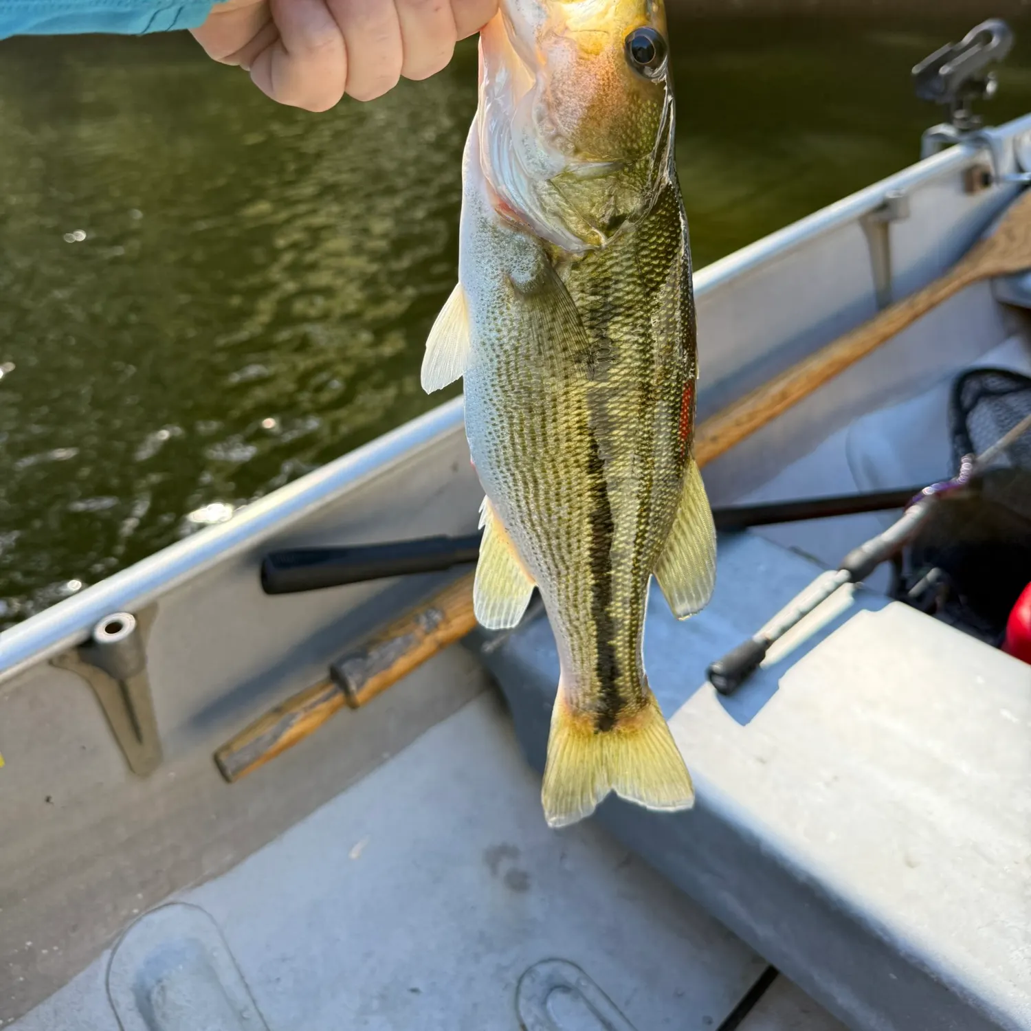 Spotted bass caught on Fishbrain