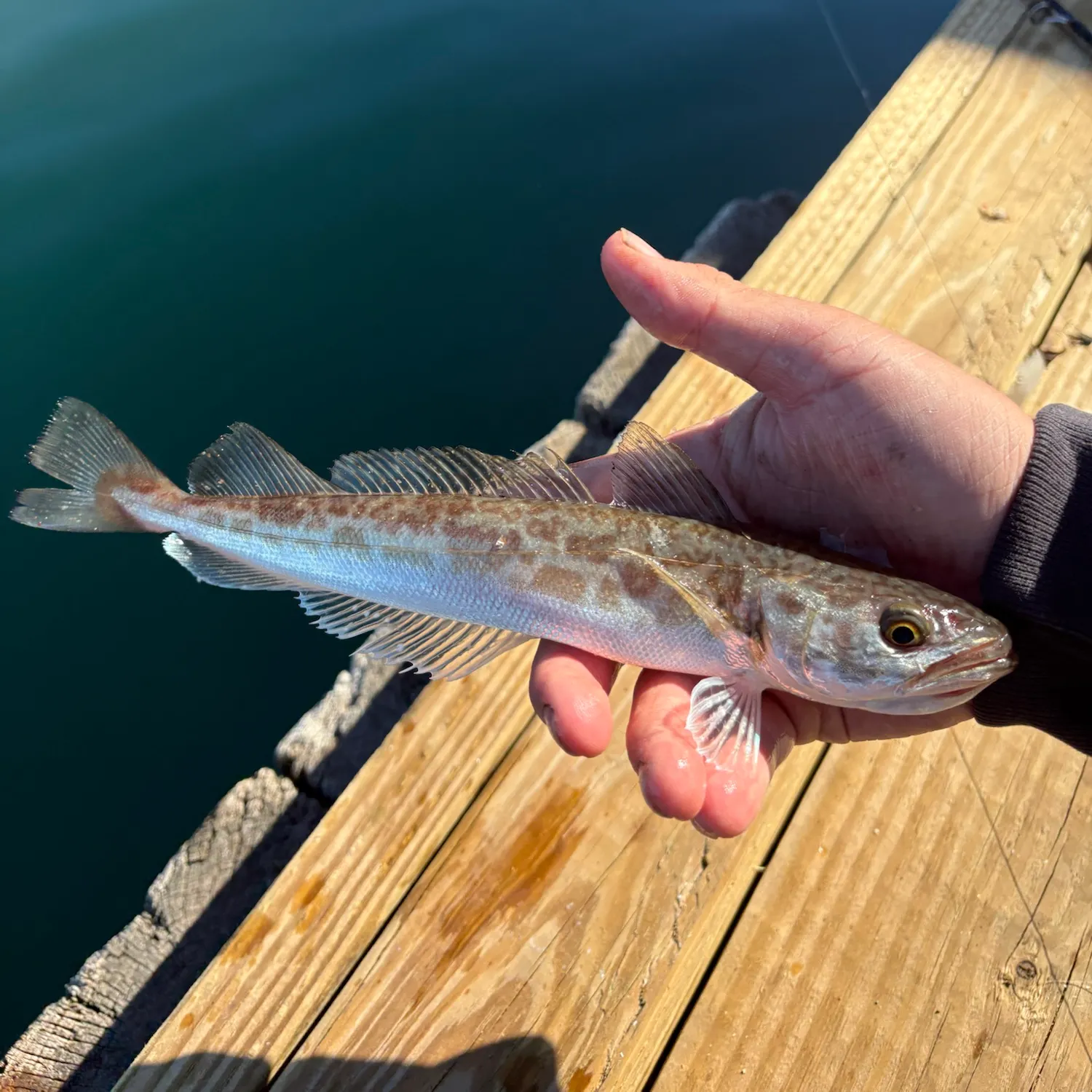 Silver hake caught on Fishbrain