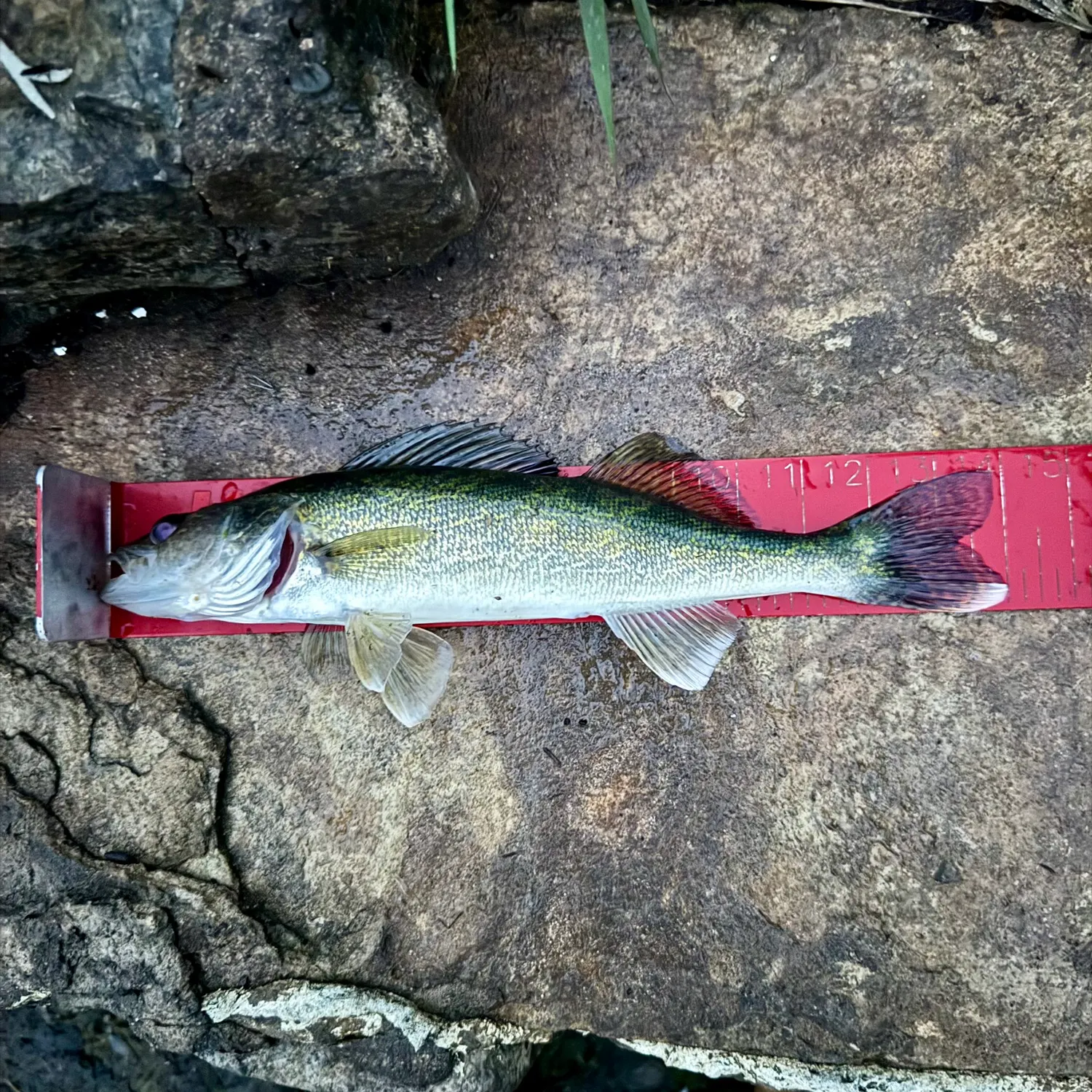 Walleye caught on Fishbrain