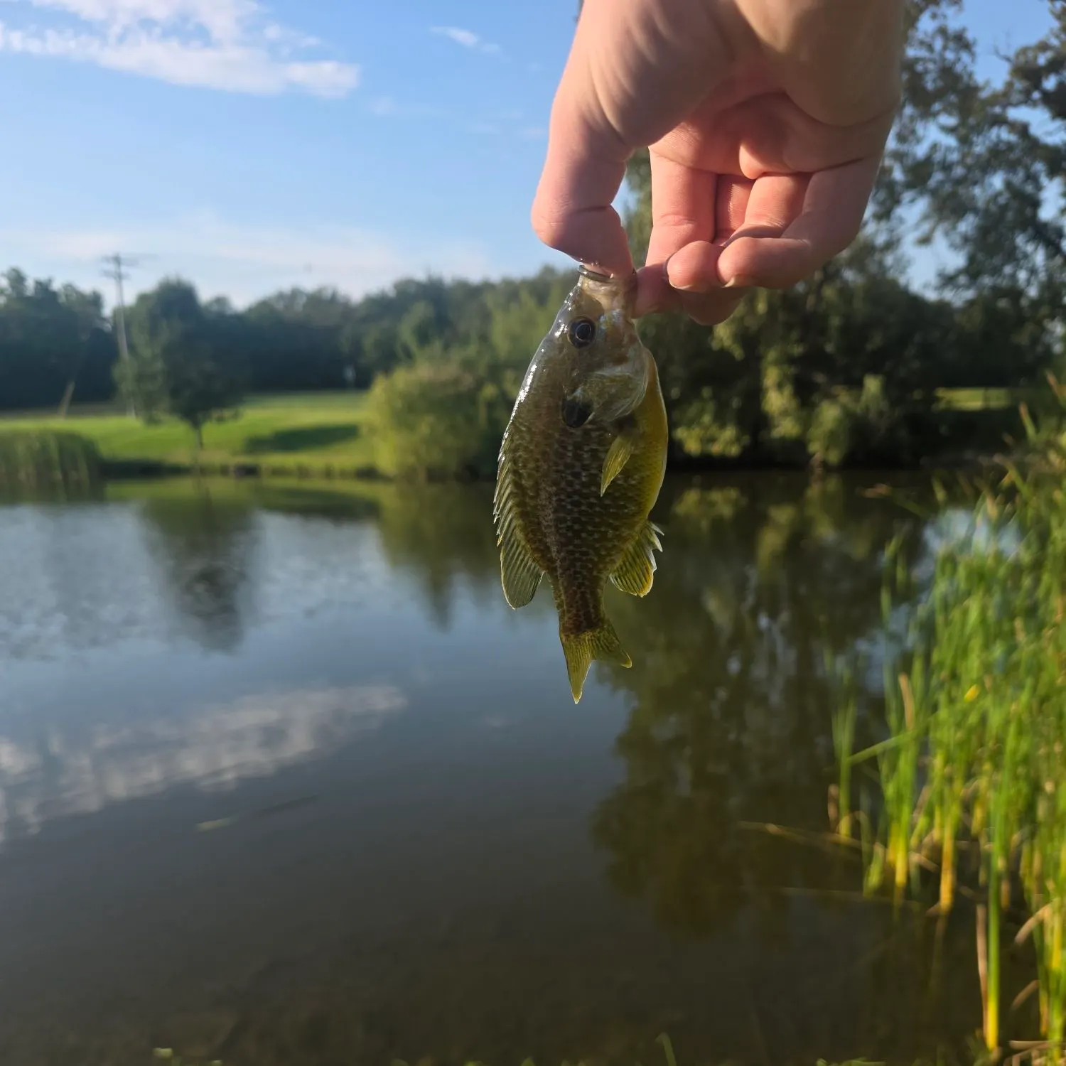 Bluegill caught on Fishbrain